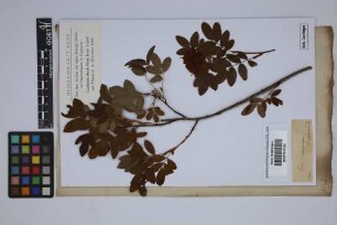 Rosa cinnamomea