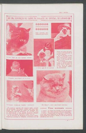 Uma exposição de gatos no Palácio de Crystal, de Londres