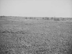 Tundra bei Taraika : Landschaftsausschnitt