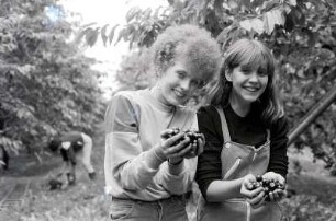 Kirschenerntehelfer : Portrait von zwei Erntehelferinnen, die bei der Kirschernte helfen und ihre Hände voller Kirschen haben