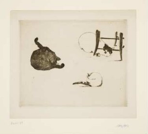 Katzen