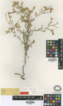 Centaurea calolepis Boiss. [syntype]