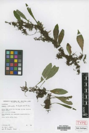 Pleopeltis intermedia M.Kessler & A.R.Sm. [paratype]