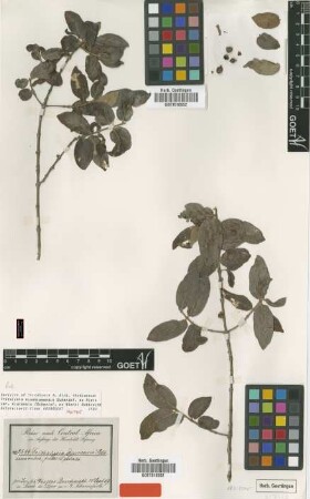 Tricalysia djurensis Schweinf. ex Hiern [syntype]
