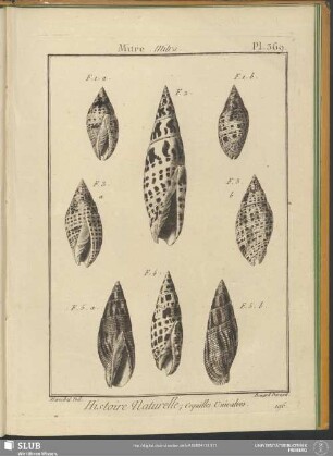 Pl. 369. Mitre, Mitra