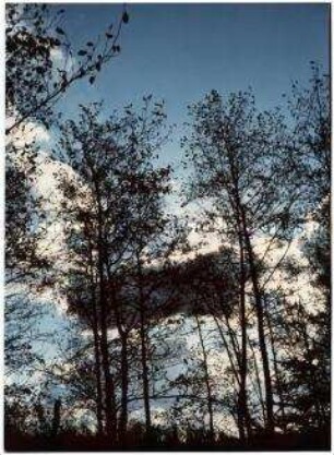 Bäume (Altersgruppe 18-21)