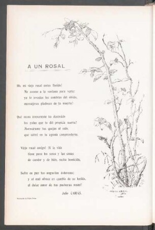 A un rosal : Ilustración de Pedro Zerpa.