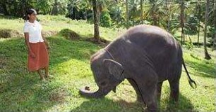 Chandani und ihr Elefant