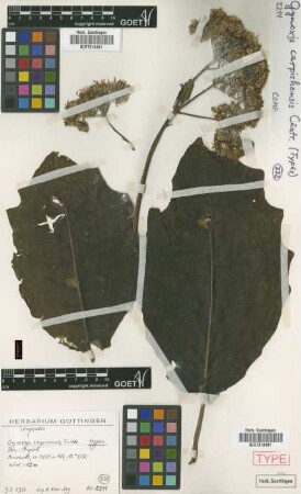 Aequatorium carpishense (Cuatrec.) H.Rob. & Cuatrec. [isotype]