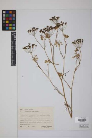 Pimpinella saxifraga L.