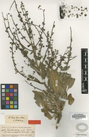 Verbascum tauri Boiss. & Kotschy