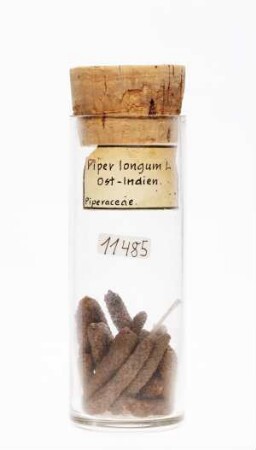 Piper longum L. aus Ostindien [Süd- und Südostasien]