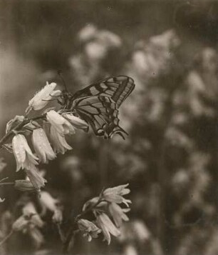 Schwalbenschwanz (Papilio machaon L.). Falter, von der Seite