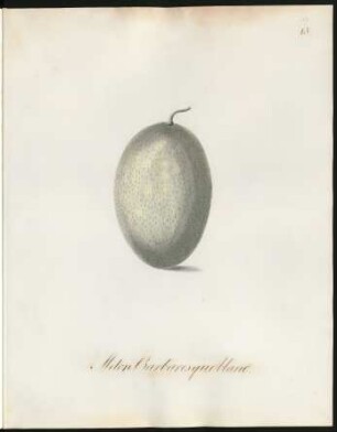 Melon Barbaresque blanc
