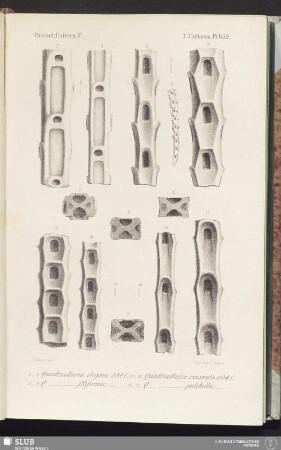 T. Crétacés, Pl. 652