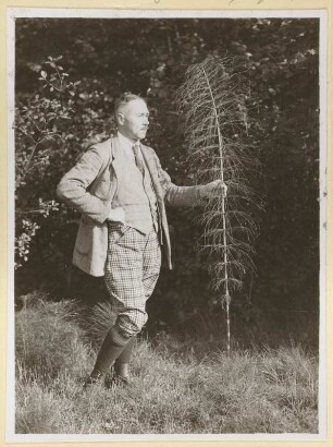 Oberlausitz : Pannewitz am Taucher. Einzelexemplar von einem Riesen-Schachtelhalm (Equisetum maximum, 1,90 m)