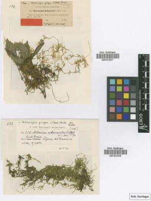 Meteoriopsis piligera (Müll.Hal.) Broth.