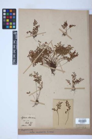 Asplenium ruta-muraria L.