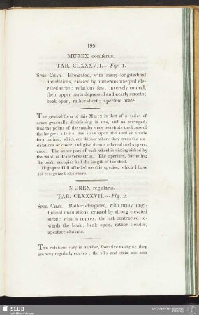 Murex regularis. Tab. CLXXXVII. --- Fig. 2