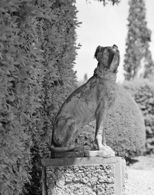 Hund