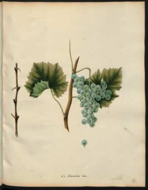 95. Le chasselas bleu