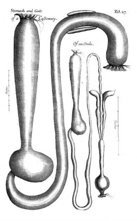 Tab 29