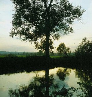 Baum bei Gegenlicht am Ufer der Unstrut