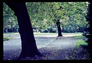 Ohlsdorfer Friedhof 12.10.63.