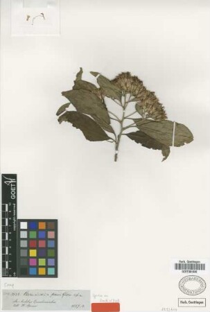 Barnadesia parviflora Spruce ex Benth. & Hook. [type]