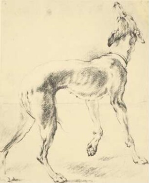 Windhund