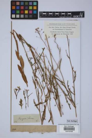 Myagrum sativum L.