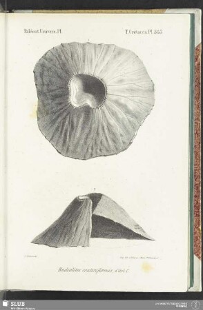Pl. 563