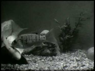 Tilapia galilaea (Cichlidae) - Balz