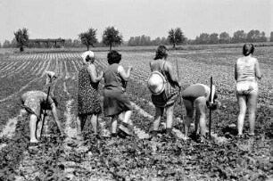 Gemüse hacken : Erntearbeiterinnen die in der Sonne auf einem Feld Rüben hacken