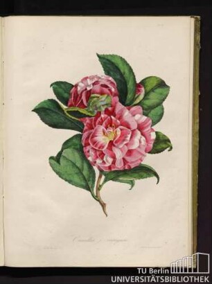 Camellia j. variegata