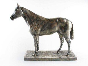 Reitpferd