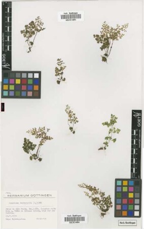 Anogramma leptophylla (L.) Link