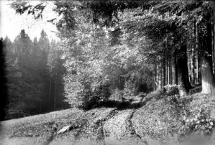 Abschnitt am Hemm-Steig in der "Götzel"-Eck : alter Verbindungsweg zwischen Steinbach und Satzung
