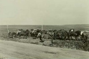 Island. Herde wilder Ponys unweit Reykjavik