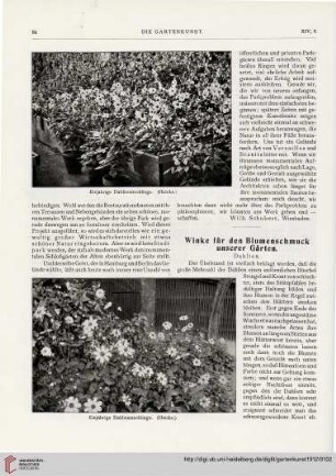 14: Winke für den Blumenschmuck unserer Gärten, [3] : Dahlien