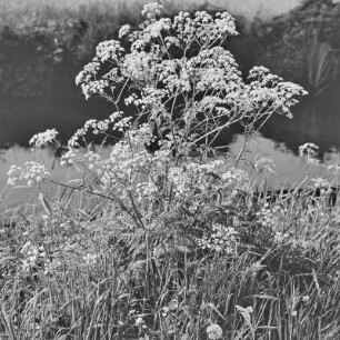 Landschaftsbild. Uferpflanzen. : Wobraz krajiny. Brjohowe rostliny.