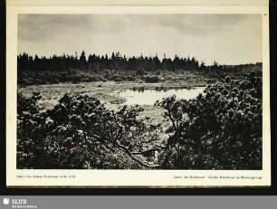 17 Im Hochmoor - Großer Kranichsee im Westerzgebirge