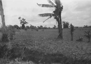 Reisfelder und "Heilige Bäume" : Landschaft mit Reisfeldern und Bananenbäumen
