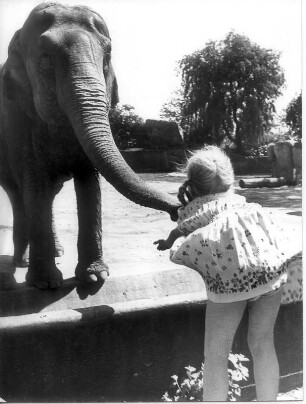 Hagenbeck : Hamburg. Tierpark Hagenbeck. Ein Mädchen versucht einen Elefanten in der Außenanlage zu füttern. Aufgenommen 1950