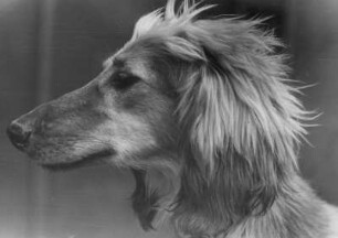 Hundeausstellung. Portrait eines Afghanischen Windhundes