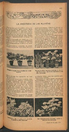La anestesia de las plantas : Floricultura
