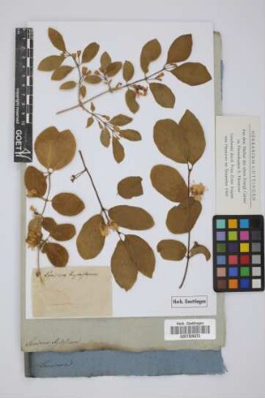Lonicera xylosteum