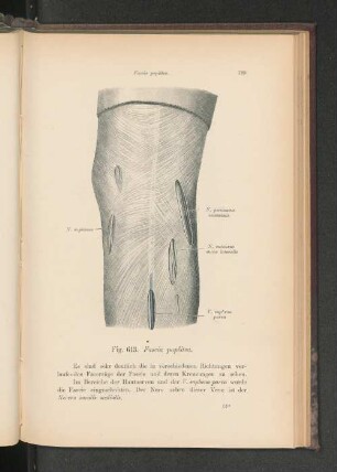 Fig. 613. Fascia poplitea.