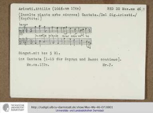 Incolte piante erbe odoroso