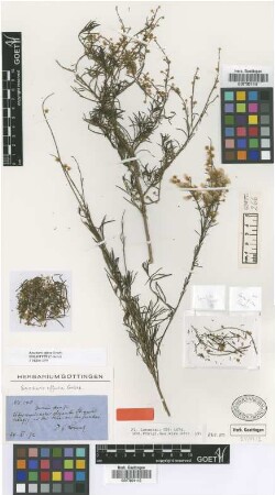Baccharis effusa Griseb. [holotype]